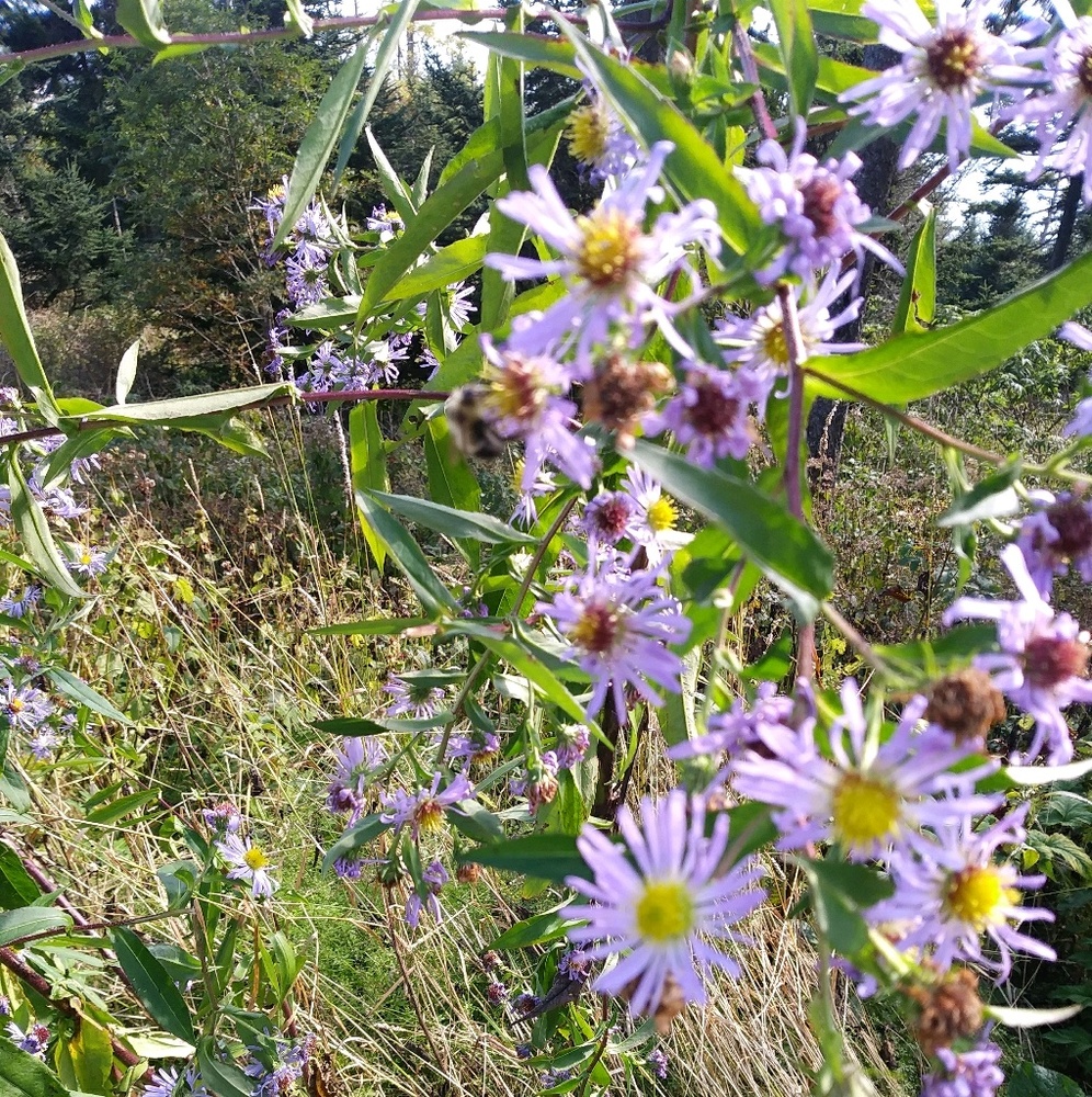 Meet your Posher, Skyla